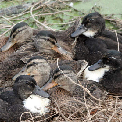 Baby ducks, Vanport Wetlands, Summer 2023
