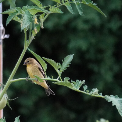 Backyard Goldfinch, Summer 2023