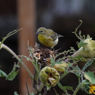 Backyard Goldfinches, Summer 2023