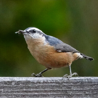 Backyard Nuthatch, Summer 2023