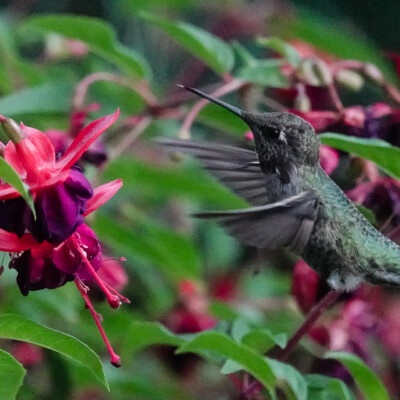 Backyard Hummingbird, Summer 2023