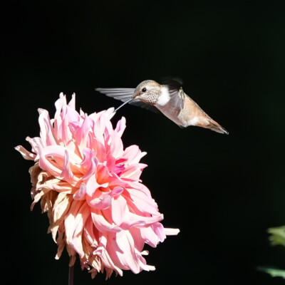 Backyard Hummingbird, Summer 2023