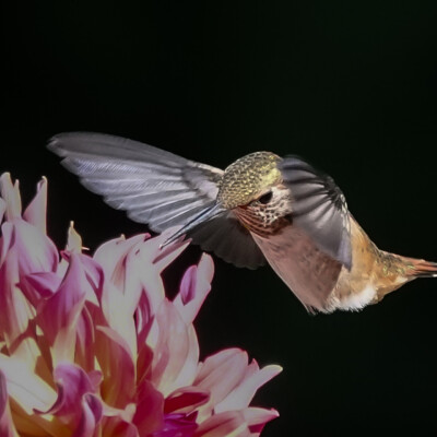 Backyard Hummingbird, Summer 2023