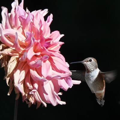 Backyard Hummingbird, Summer 2023