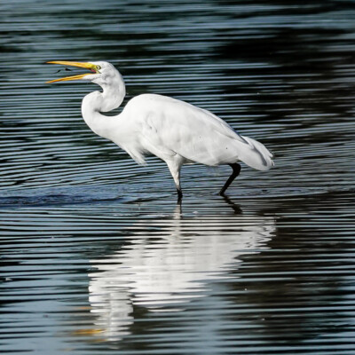 Egret, Tualatin NWR, Fall 2023