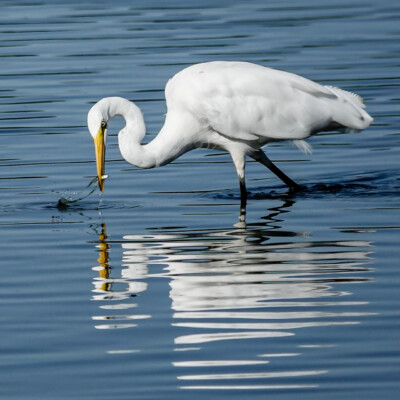 Egret, Tualatin NWR, Fall 2023