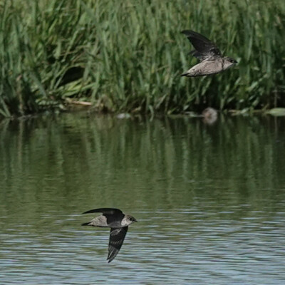 Swallow, Tualatin NWR, Fall 2023