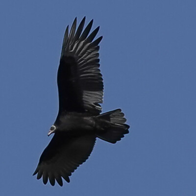 Turkey Vulture, Tualatin NWR, Fall 2023