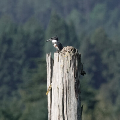 Kingfisher, Tualatin NWR, Fall 2023