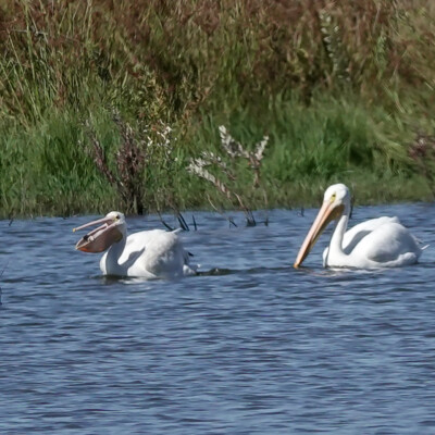 White Pelicans, Tualatin NWR, Fall 2023