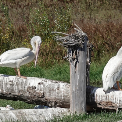 White Pelicans, Tualatin NWR, Fall 2023