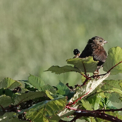 A sparrow amid the ripening berries, Nehalem Bay, Fall, 2023