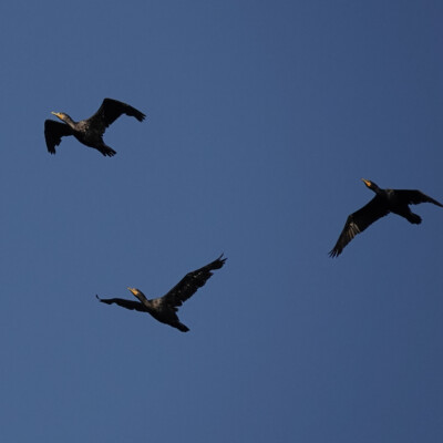 Cormorants in flight, Nehalem Bay, Fall, 2023