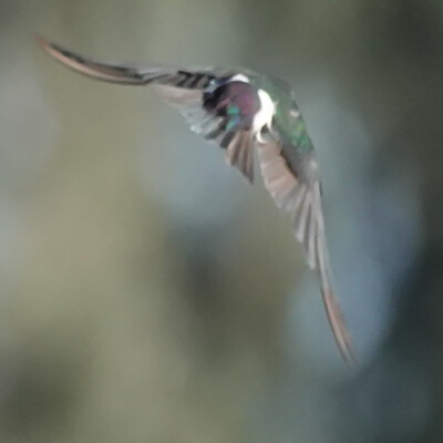 Just enough to ID an Violet-Green Swallow, Nehalem Bay, Fall, 2023