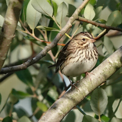 Sparrow in the bushes, at Nehalem Bay Dike, Fall, 2023