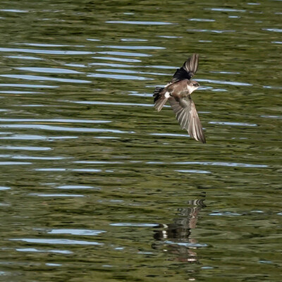 A swallow over the water from Nehalem Bay Dike, Fall, 2023