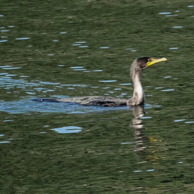 A cormorant fishing in the river, Nehalem Bay Dike, Fall, 2023