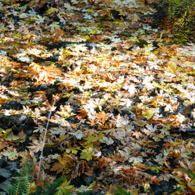 Silver Falls, Fall 2023