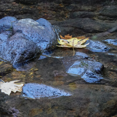 Silver Falls, Fall 2023