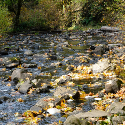 Silver Falls, Fall 2023