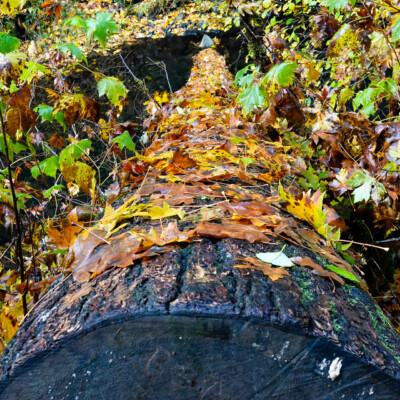 Silver Falls, Fall 2023