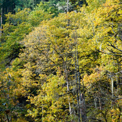 Silver Falls, Fall 2023