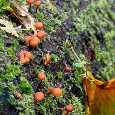 Silver Falls, Fall 2023