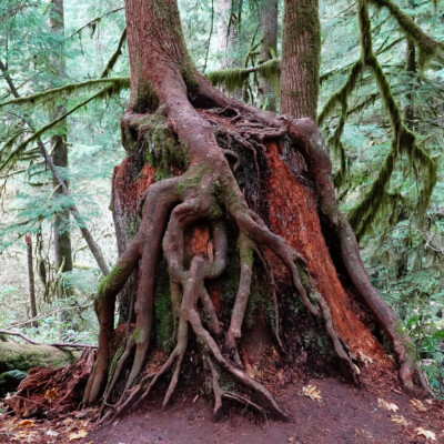 Silver Falls, Fall 2023