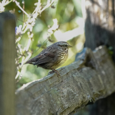 Sparrow, Jackson Bottom, Fall 2023