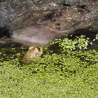 Frog, Jackson Bottom, Fall 2023