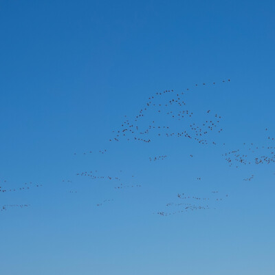 Canada Geese on the move, Jackson Bottom, Fall 2023