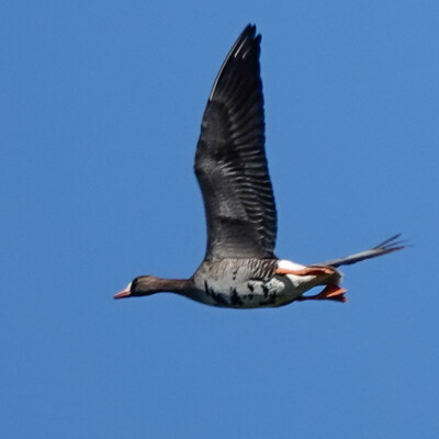 A Greater White-fronted Goose hanging out with the Canada Geese, Jackson Bottom, Fall 2023