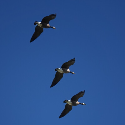 Canada Geese, Jackson Bottom, Fall 2023