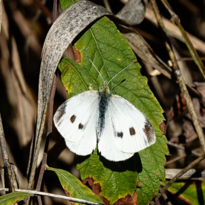 A Western White butterfly, Jackson Bottom, Fall 2023