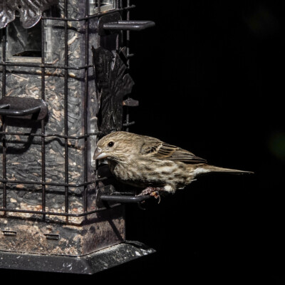 A House Finch at a bird feeder, Jackson Bottom, Fall 2023