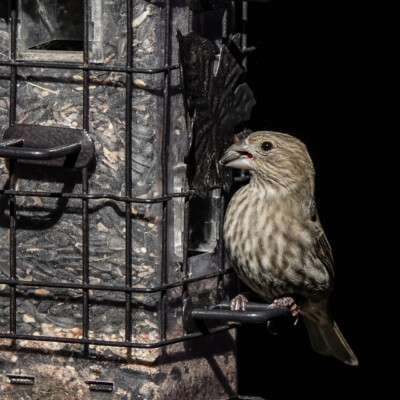 A House Finch at a bird feeder, Jackson Bottom, Fall 2023