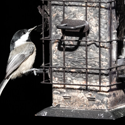 A Black-capped Chickadee at a bird feeder, Jackson Bottom, Fall 2023
