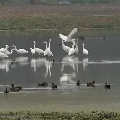 Egrets at Smith & Bybee Lakes, Fall 2023