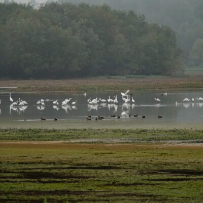 Egrets at Smith & Bybee Lakes, Fall 2023