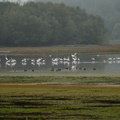 Egrets at Smith & Bybee Lakes, Fall 2023
