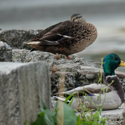 Mallards hanging out above the Summer nesting spot, Vanport, Fall 2023