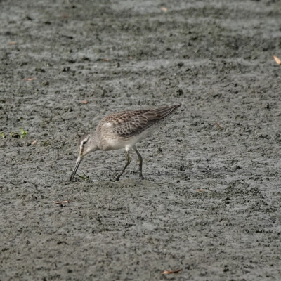 Short-billed dowitcher, Vanport, Fall 2023