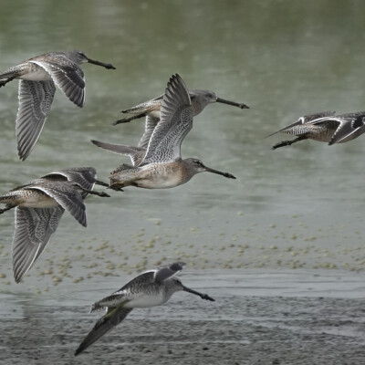 Dowitchers in flight, Vanport, Fall 2023