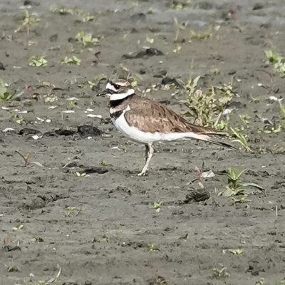 Killdeer, Vanport, Fall 2023