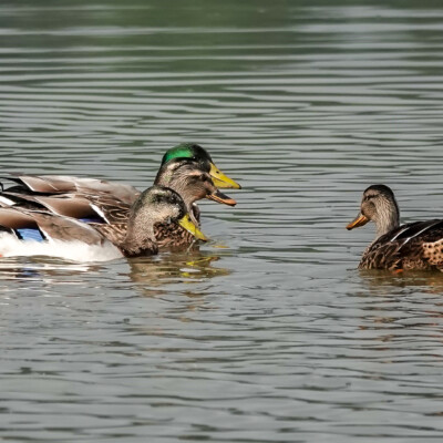 Mallards, probably of the nesting family from my Summer visit, Vanport, Fall 2023