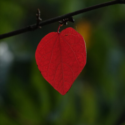 Elk Rock Garden, Fall 2023