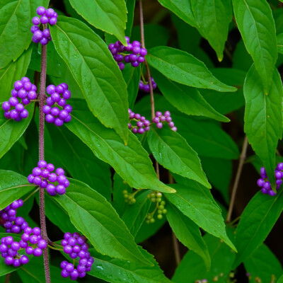 Elk Rock Garden, Fall 2023