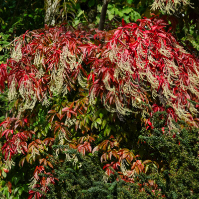 Elk Rock Garden, Fall 2023