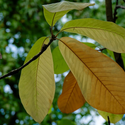Elk Rock Garden, Fall 2023 Elk Rock Garden, Fall 2023