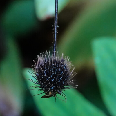 Elk Rock Garden, Fall 2023